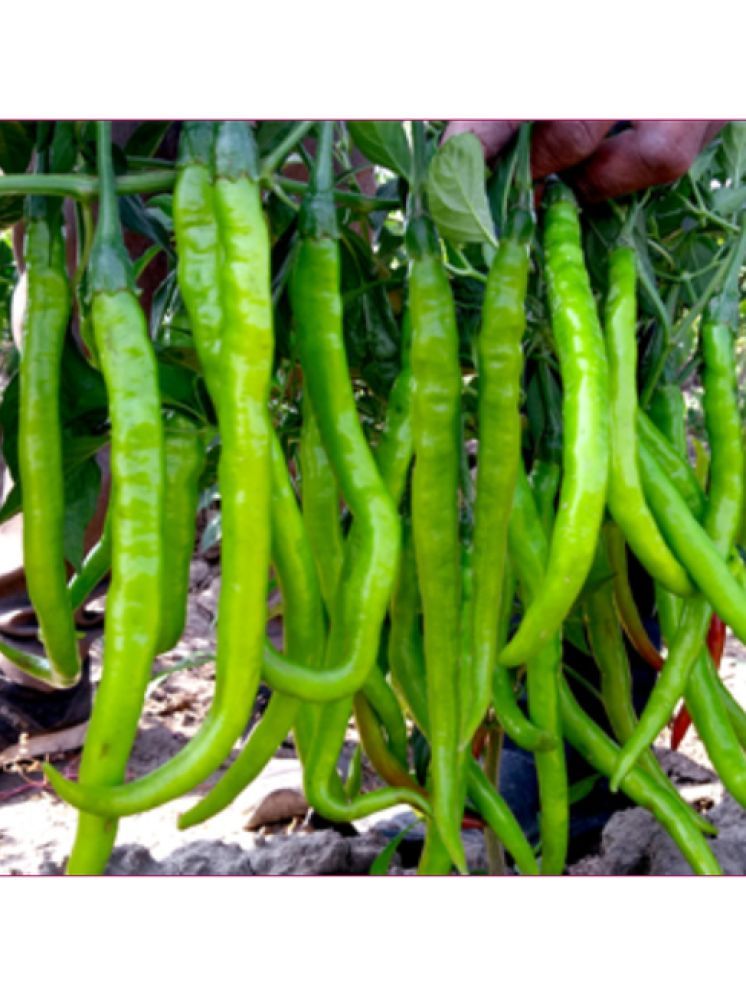     			Jignisha Seeds Organic Green Chilli Vegetable ( 50 Seeds )