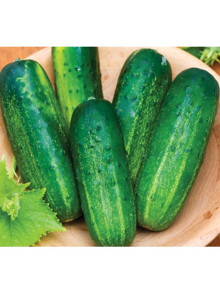     			Jignisha Seeds Cucumber Vegetable ( 50 Seeds )