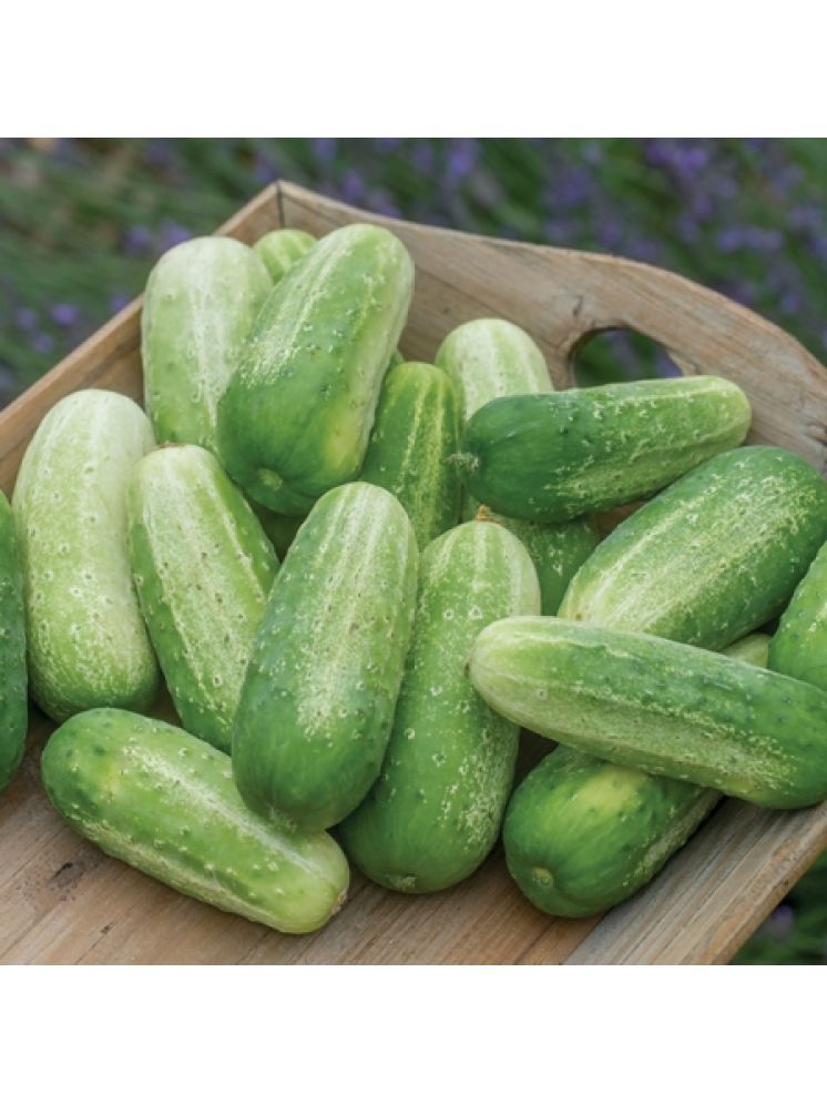     			Jignisha Seeds Green Cucumber Vegetable ( 50 Seeds )