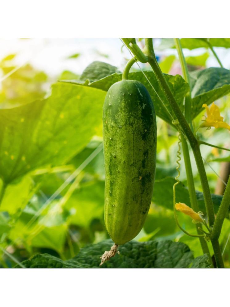     			Jignisha Seeds Hybrid Green Cucumber Vegetable ( 50 Seeds )