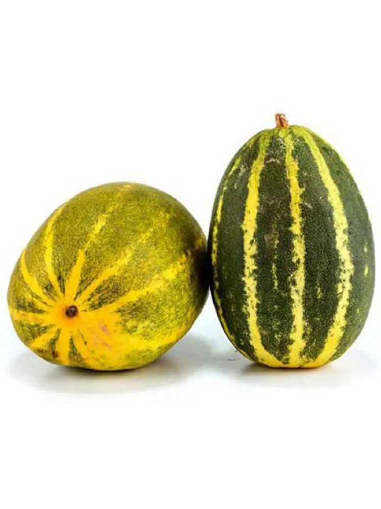     			Jignisha Seeds Hybrid Madras Cucumber Vegetable ( 30 Seeds )