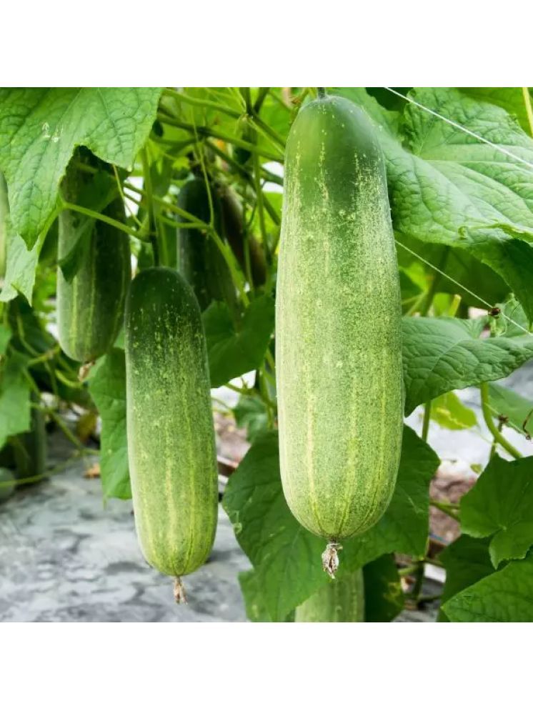     			Jignisha Seeds Kakdi Vegetable ( 50 Seeds )