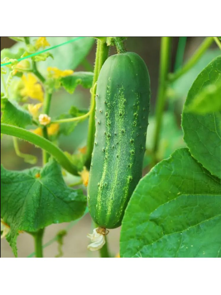     			Jignisha Seeds Cucumber Vegetable ( 50 Seeds )