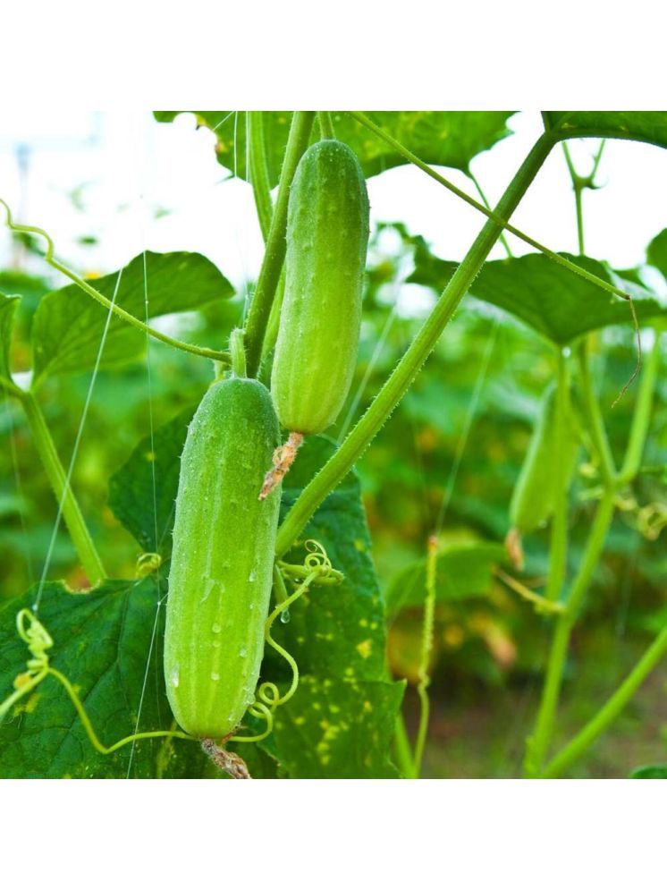     			Jignisha Seeds Green Cucumber Vegetable ( 50 Seeds )