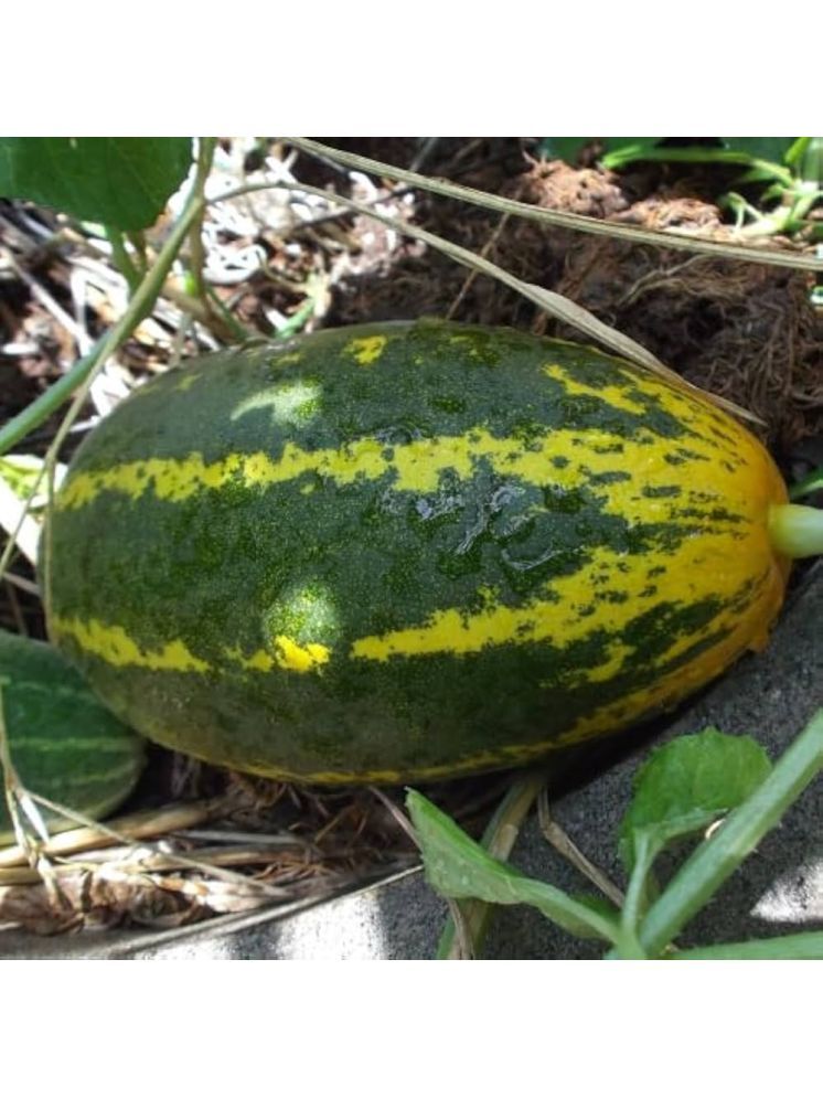     			Jignisha Seeds Hybrid Madras Cucumber Vegetable ( 30 Seeds )